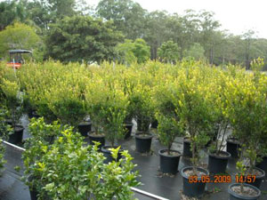 Nursery Image