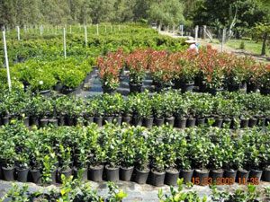 Nursery Image