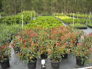 Nursery Image